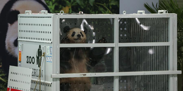 Китайские большие панды Мэнмэн и Цзяоцин прибыли в Берлин из Чэнду