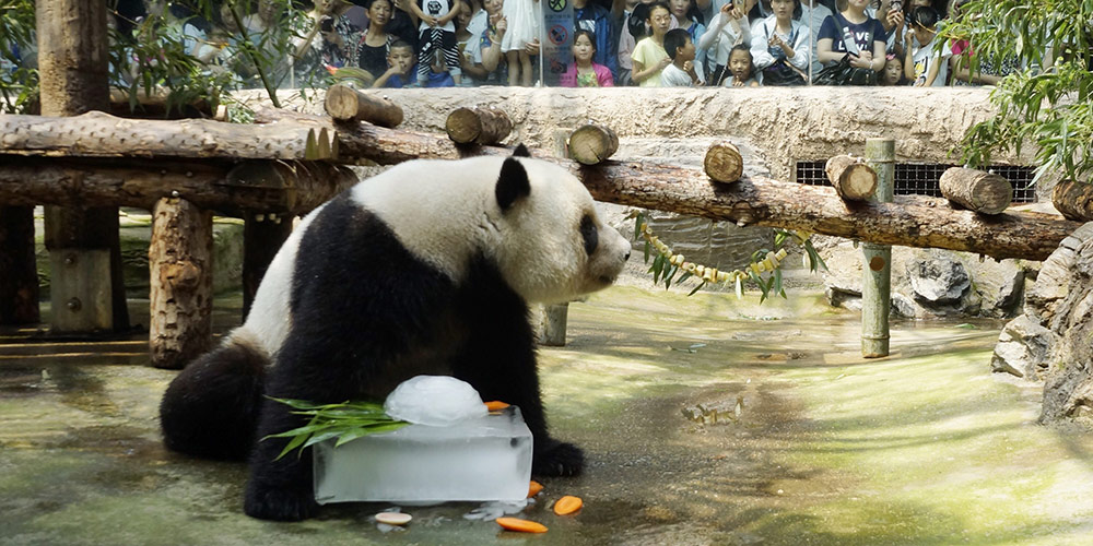 Обитателей Пекинского зоопарка спасают от жары