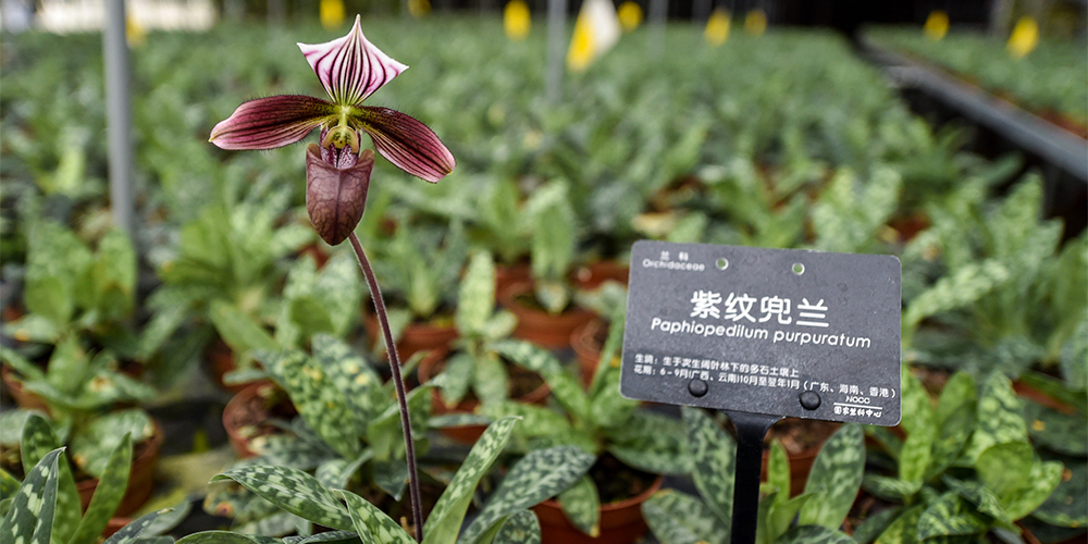 Национальный центр орхидей в Шэньчжэне