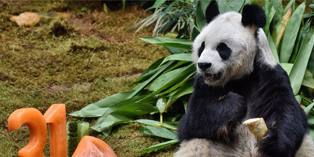 Самцу большой панды Аньаню исполнился 31 год