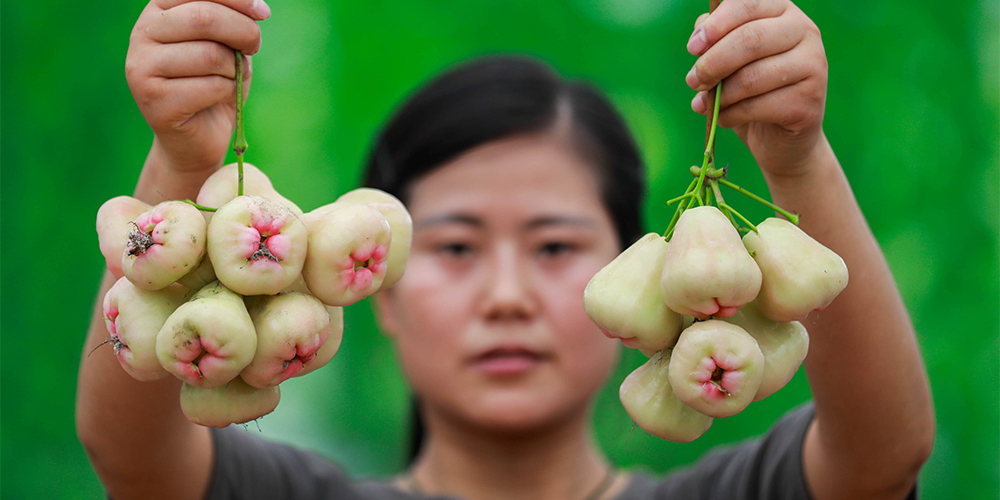 Тропические фрукты выращиваются в хозяйствах провинции Цзянсу