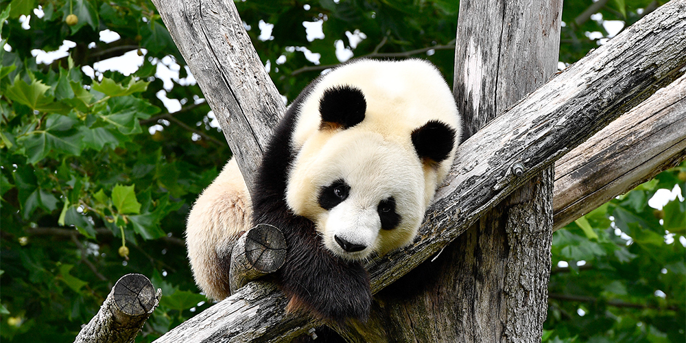 У живущей во Франции панды Хуань Хуань скоро появятся детеныши