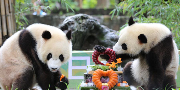 Панды-близнецы Цин Цин и Бин Бин отметили второй день рождения