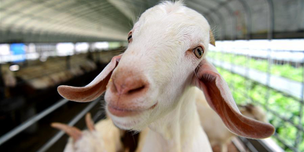 Разведение коз в Наньтуне: инновационный подход с традиционному скотоводству