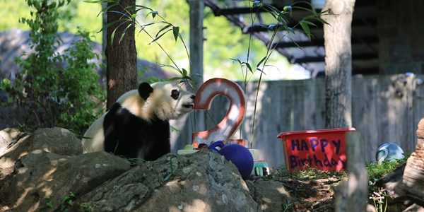 В США отметили день рождения панды Бэйбэй