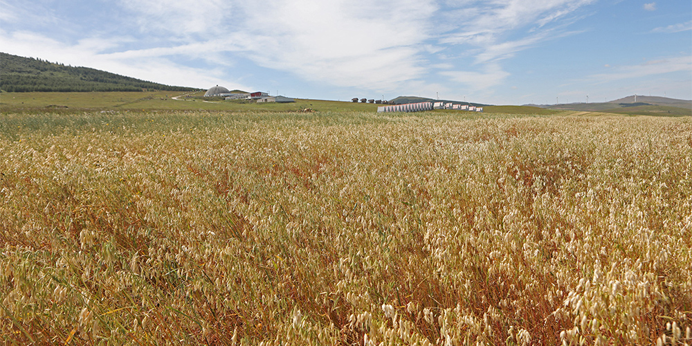 Созревающие хлебные поля в степи Башан