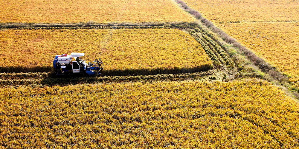 Осенние рисовые поля в поселке Лунгун