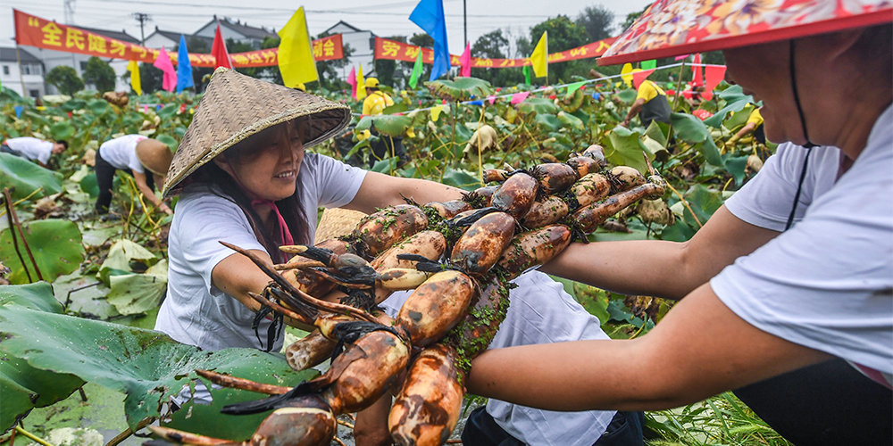 Соревнование по сбору корневищ лотоса в Хучжоу