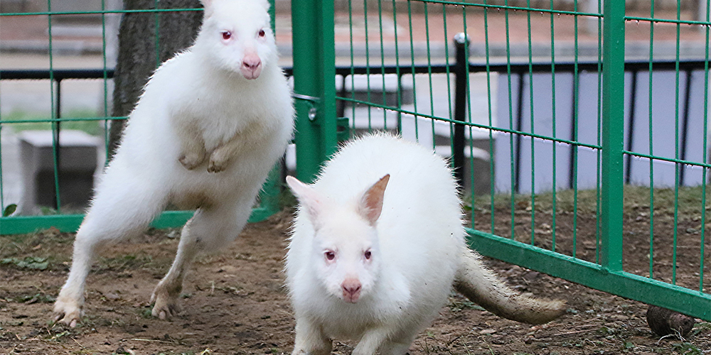Белые кенгуру впервые предстали перед посетителями зоопарка в Яньтае