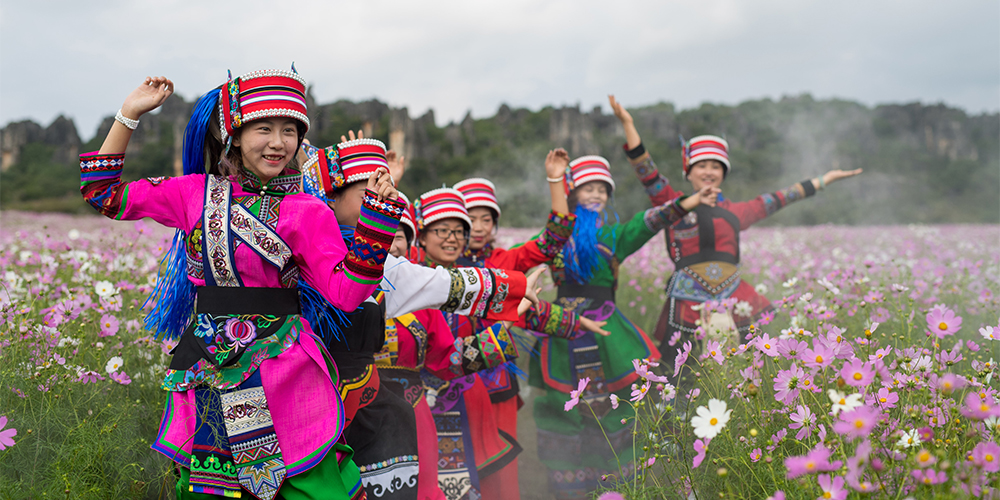 Цветущие поля космей в провинции Юньнань