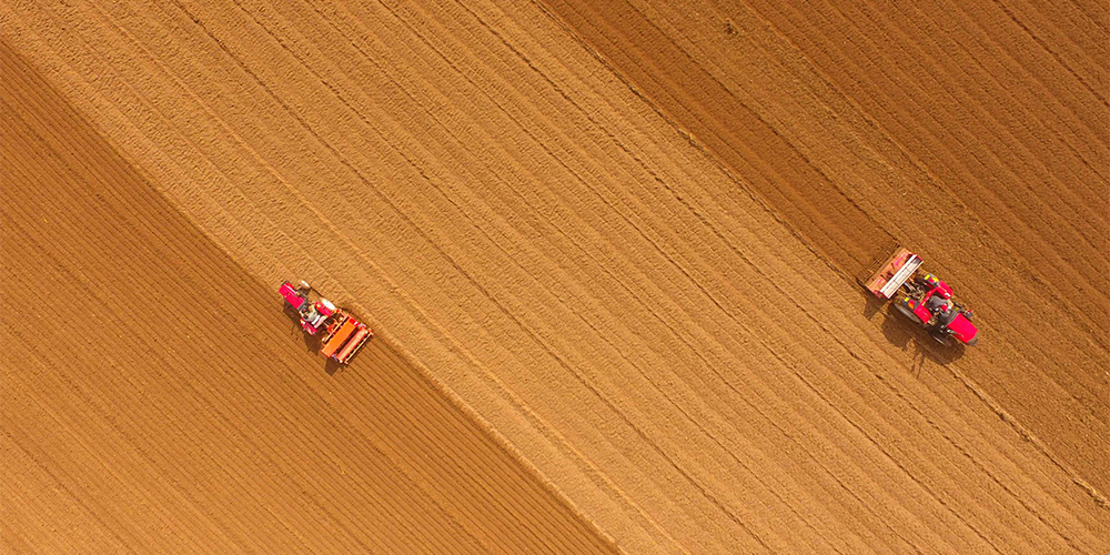 В провинции Шаньдун начали сеять озимую пшеницу