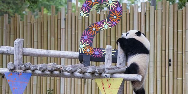Панды-близнецы в зоопарке Торонто отпраздновали свой 2-й день рождения