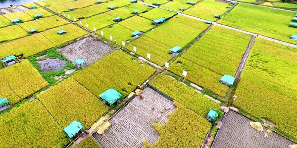 Уборка отавного риса в уезде Саньцзян
