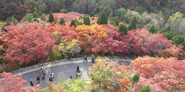 Осенний облик "Долины красных листьев" в провинции Шаньдун
