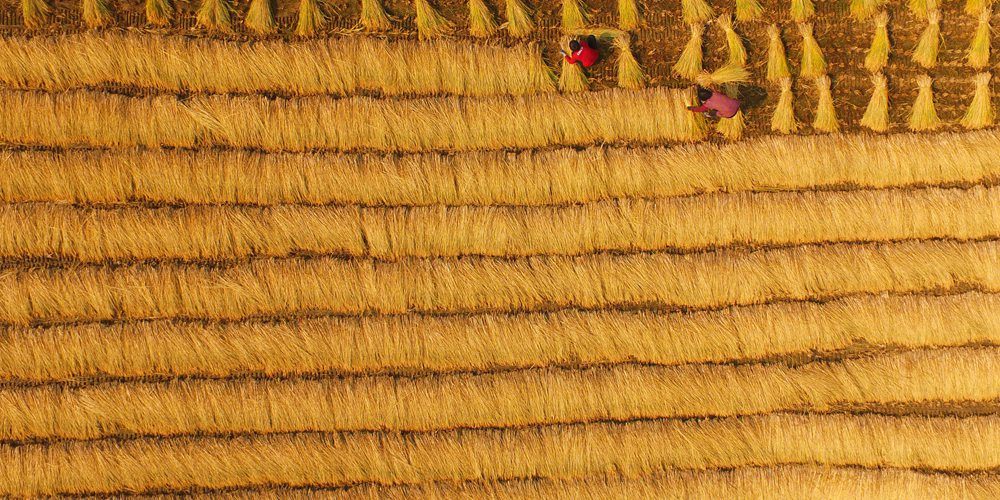 Осенняя уборка риса в уезде Юаньян