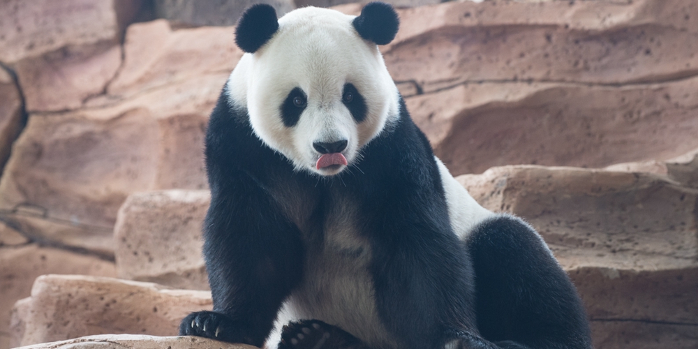 В сафари-парке в Индонезии китайские панды готовы впервые появиться на публике