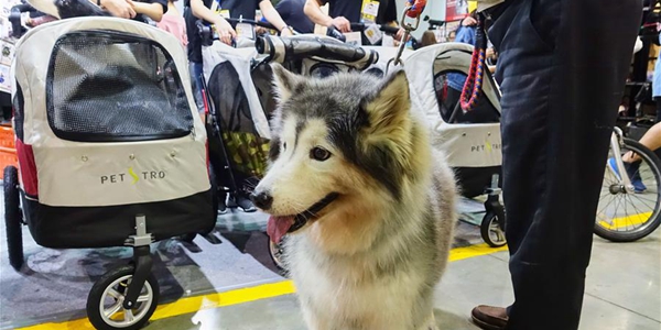 Ярмарка товаров для домашних животных в Тайбэе