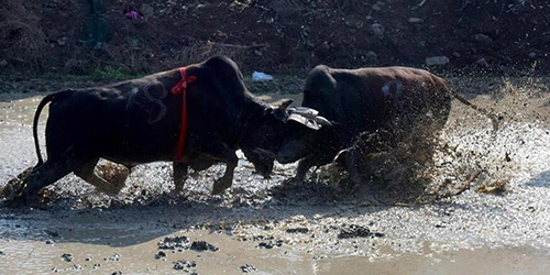Бои быков в провинции Чжэцзян
