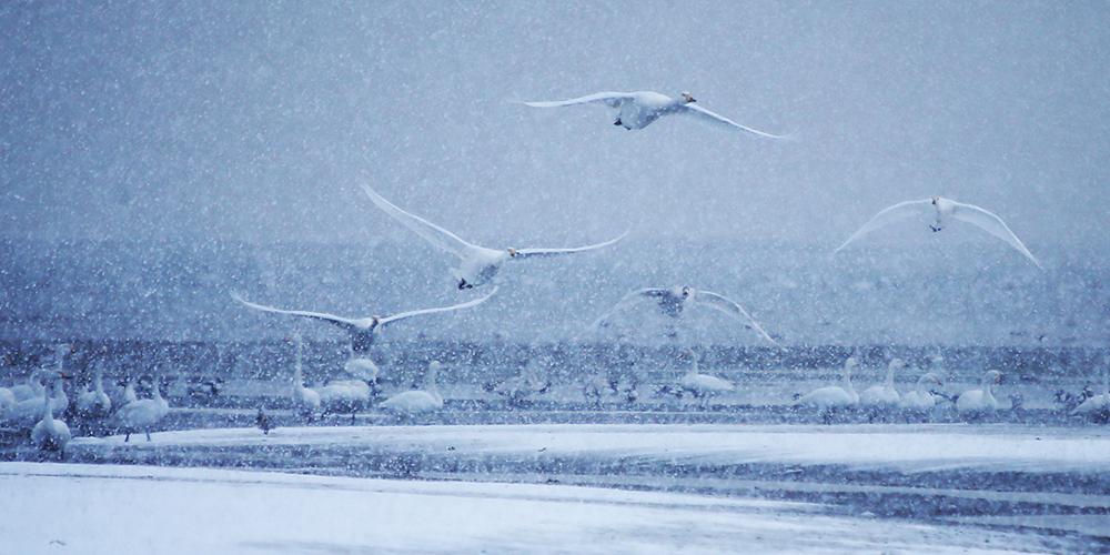 Лебеди и первый снег на озере Инхуаху