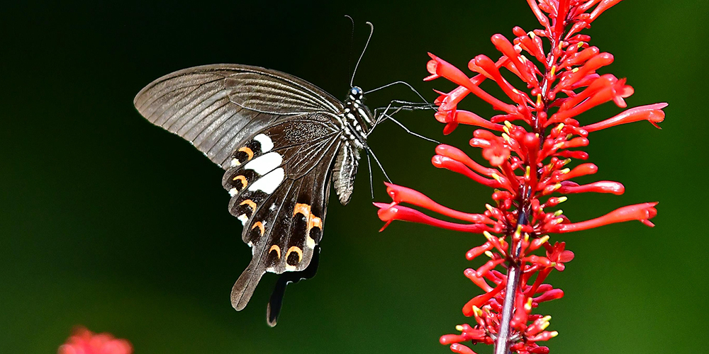 Бабочки в провинции Фуцзянь