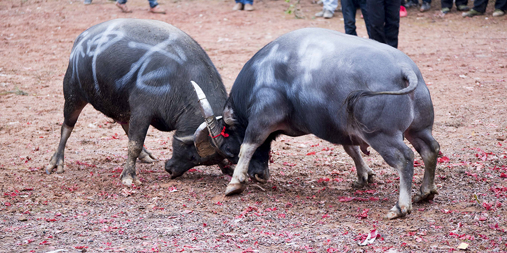Бои быков по случаю богатого урожая прошли в уезде Цунцзян