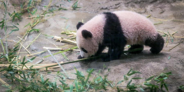 Детеныша панды по имени Сян Сян впервые показали в Токио