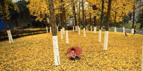 Опавшие листья деревьев гинкго украсили дорожки города Чунцин