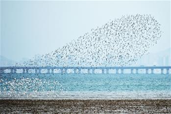 "Живой" 2017 год -- Стая птиц над пляжем