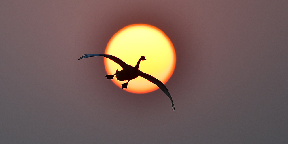 Перелетные птицы на закате в провинции Цзянси