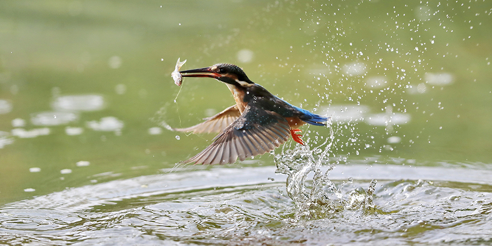 Птичка поймала рыбку, выпрыгнувшую из воды