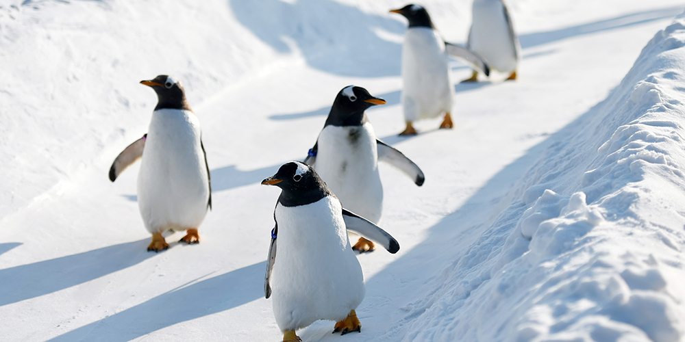 Зимняя прогулка пингвинят в Харбине