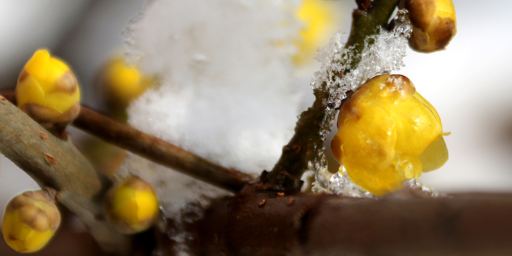 Цветение химонанта в начале сезона "малых холодов"