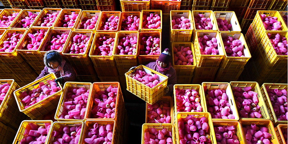 В уезде Июань готовят к поставкам на экспорт урожай яблок