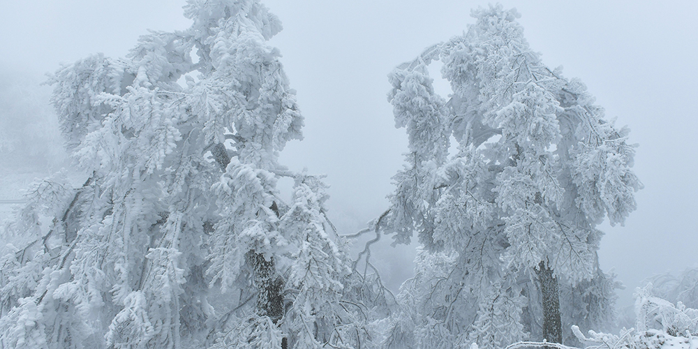 Лес "ледяных скульптур", созданных природой в уезде Сюаньэнь