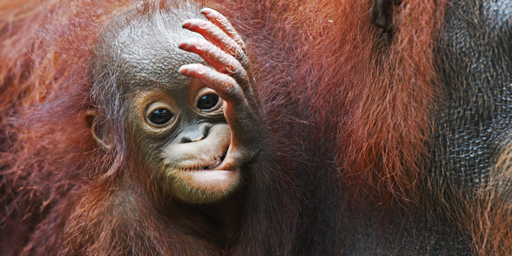 Новорожденные детеныши Сингапурского зоопарка