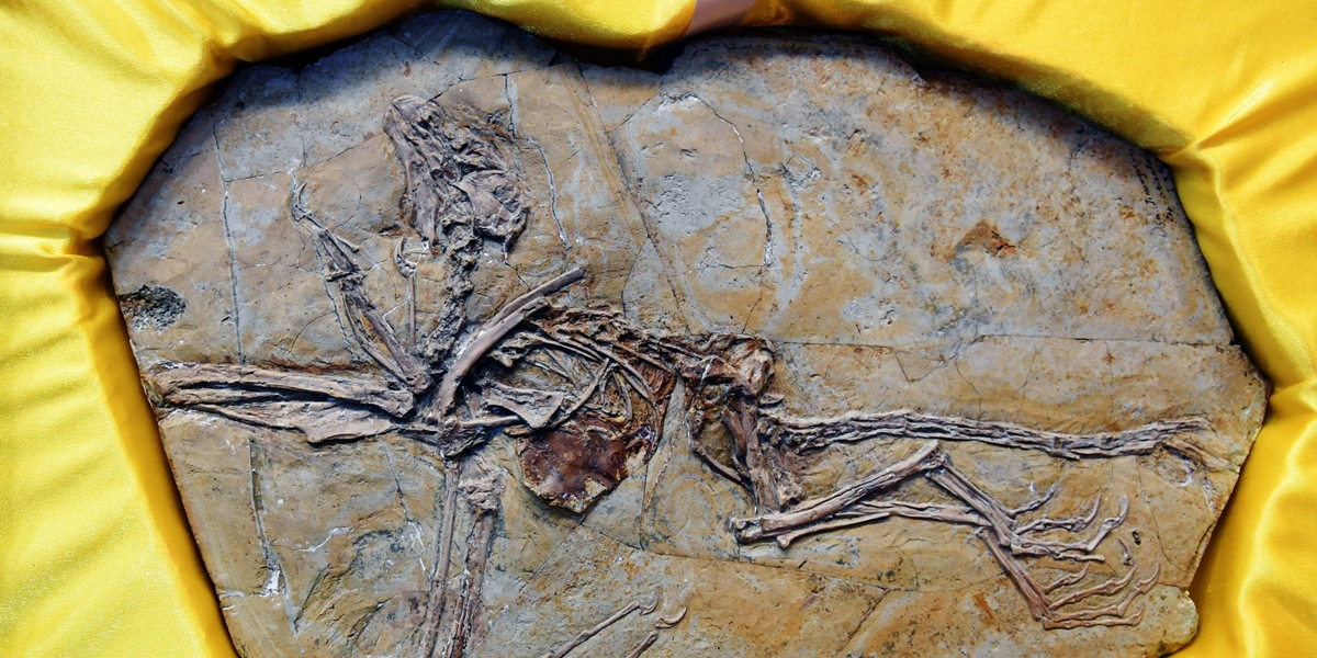 Восемь окаменелостей динозавров и птиц возрастом около 125 млн лет возвращены в Китай