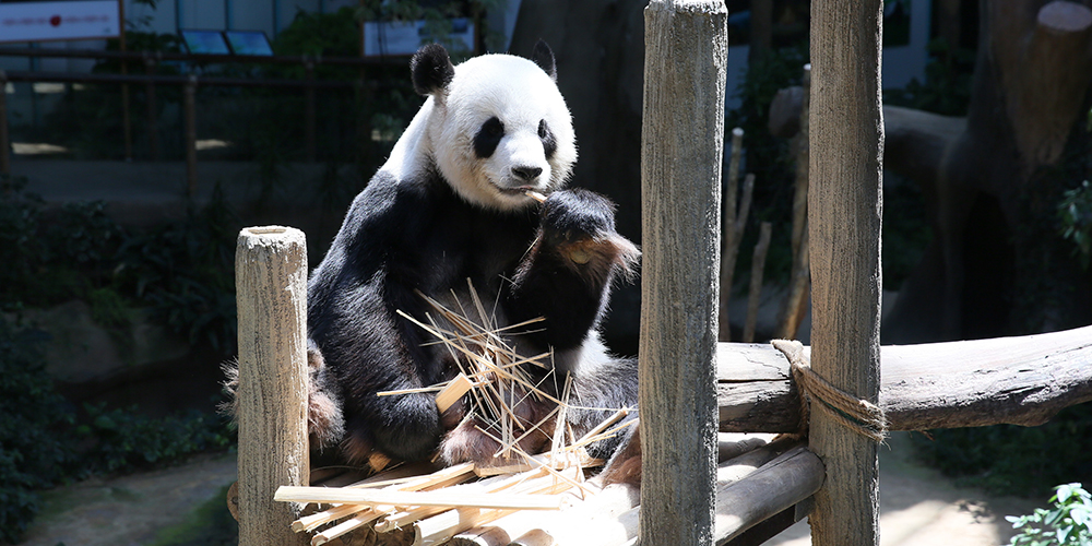 Переданная Малайзии большая панда Цзинцзин родила второго детеныша