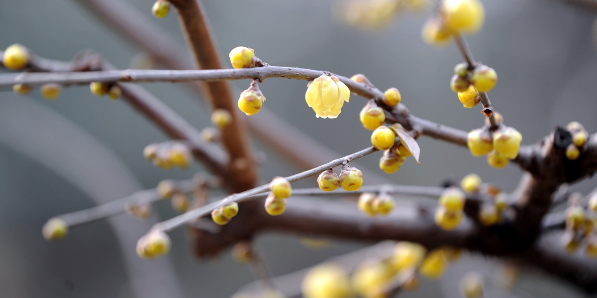 Цветы химонанта в зимнем Сиане