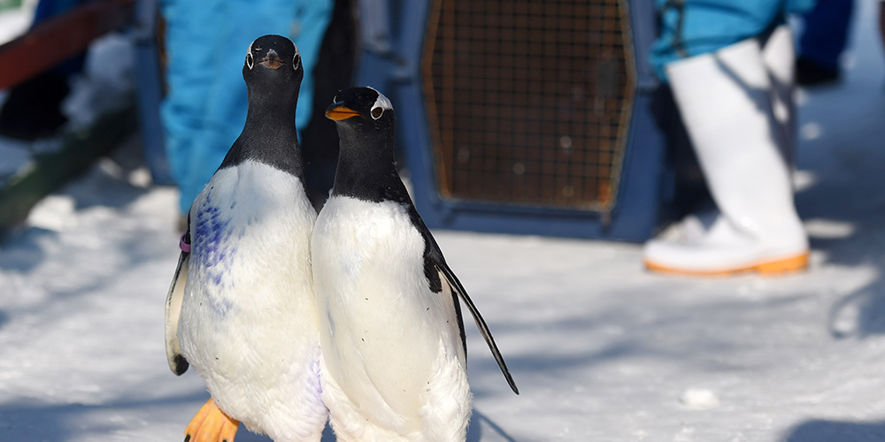 Прогулка пингвинов по морозному Харбину