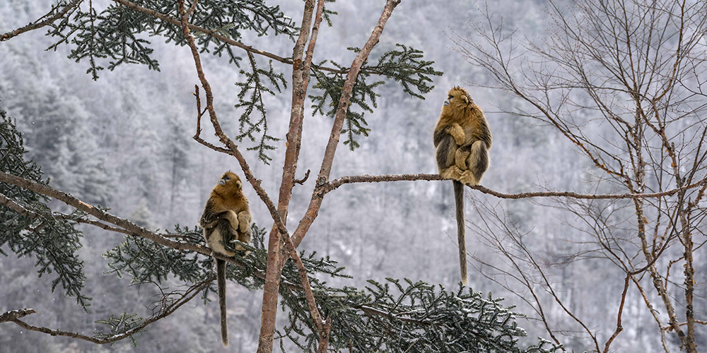 Золотистые обезьяны в заснеженных лесах Шэньнунцзя