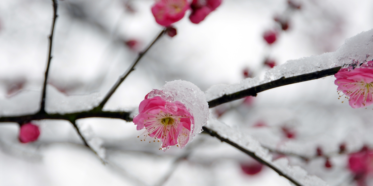 Под снегом расцветает слива в Ханчжоу