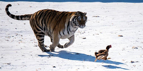 Харбинские амурские тигры учатся жить в дикой природе