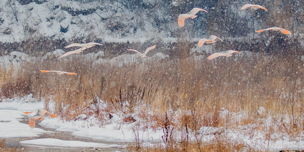 Зимовка красноногих ибисов к северу от гор Циньлин