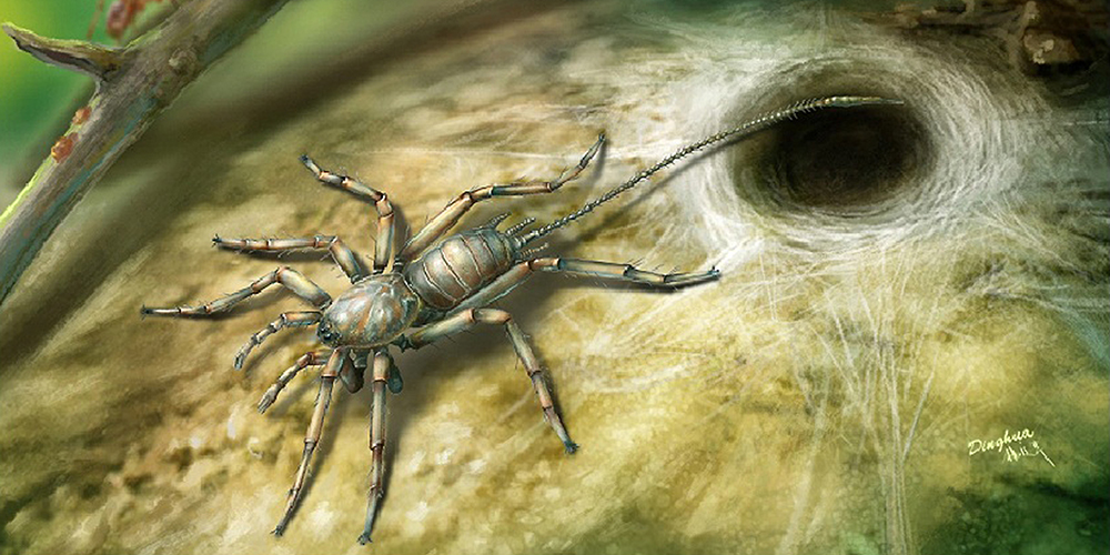 Китайские ученые обнаружили вымерший вид пауков в янтаре