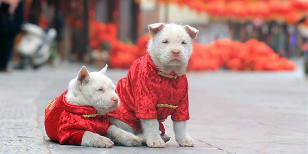 Собаки породы сясыцюань в праздничных нарядах