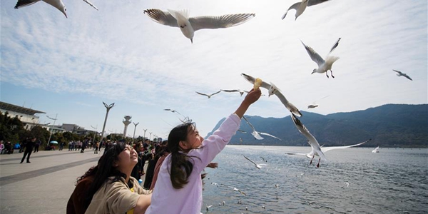 Жители Куньмина и гости города любуются чайками на озере Дяньчи