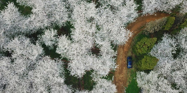 Великолепное цветение вишневых деревьев в провинции Гуйчжоу
