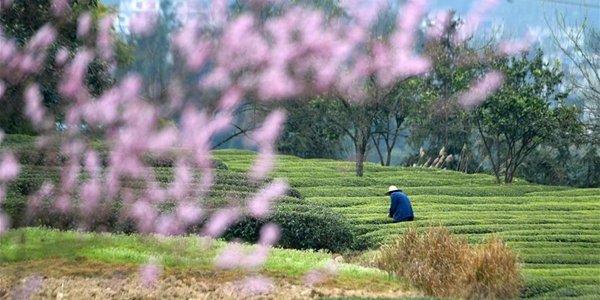 Уборка весеннего чая в провинции Хубэй