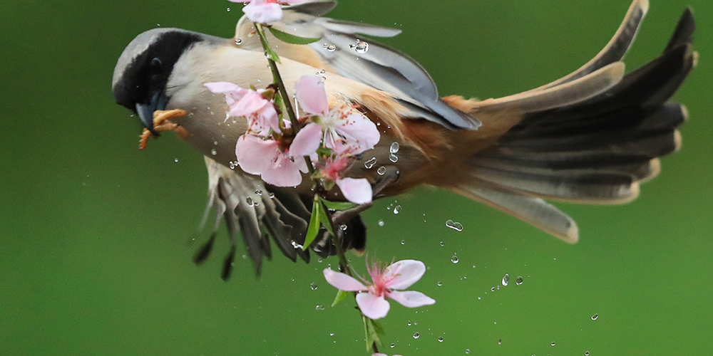 Птица среди цветов в Центральном Китае