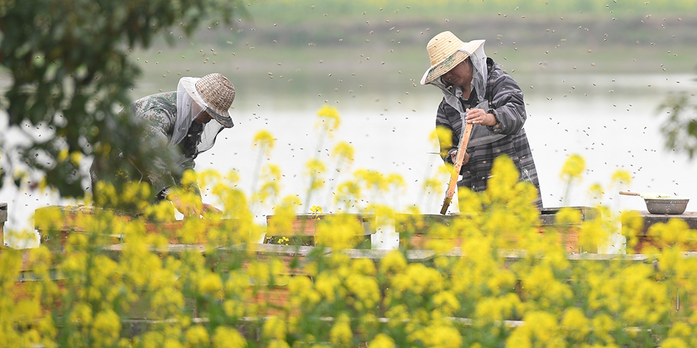 Сбор меда на цветущих полях рапса в провинции Хубэй
